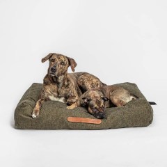 dog-bed-homey-m_lange-olive-dog
